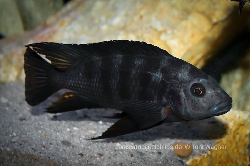 Pseudotropheus crabro